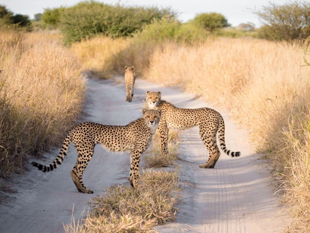 central kalahari reserve18.jpg
