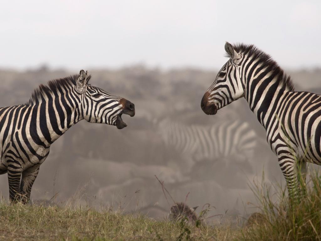Northern Serengeti18.jpg