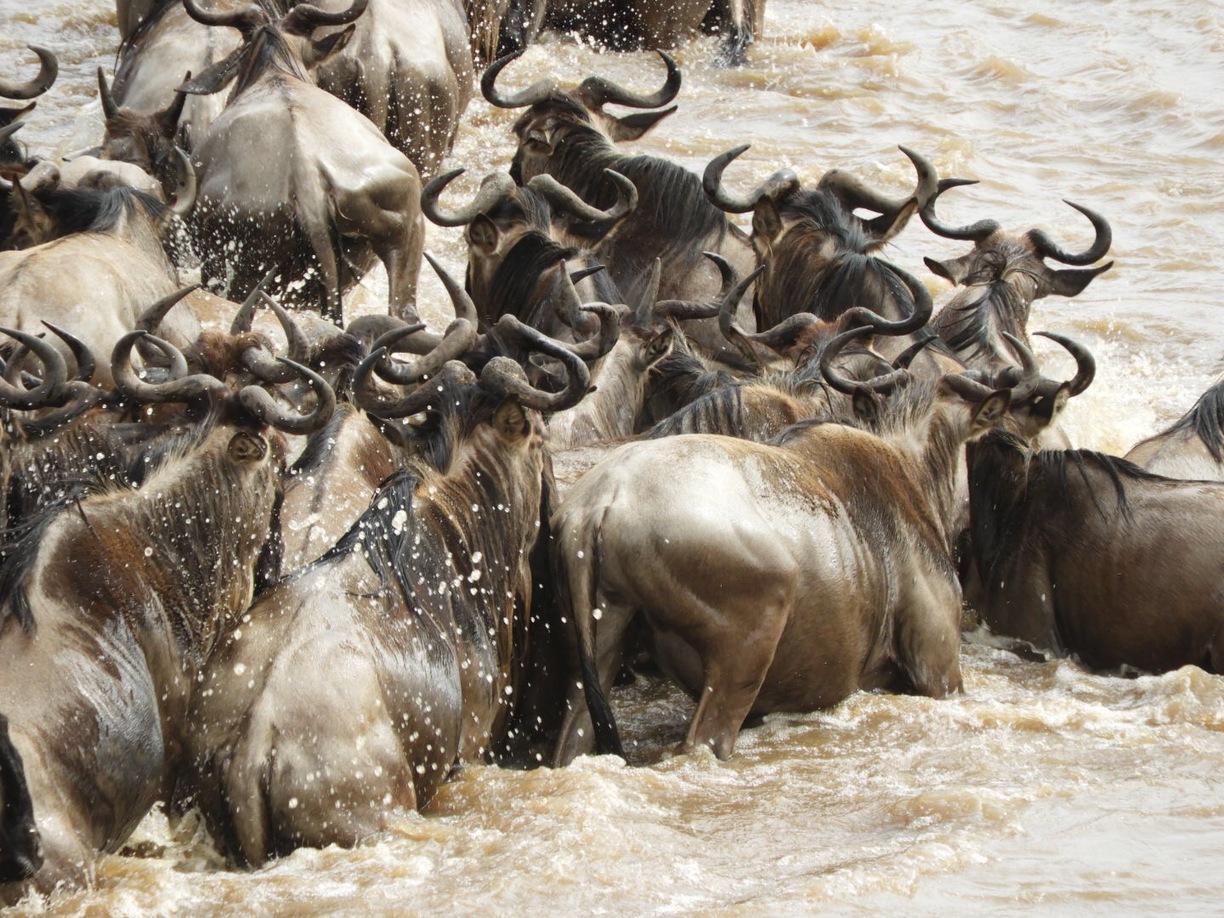 Northern Serengeti20.jpg