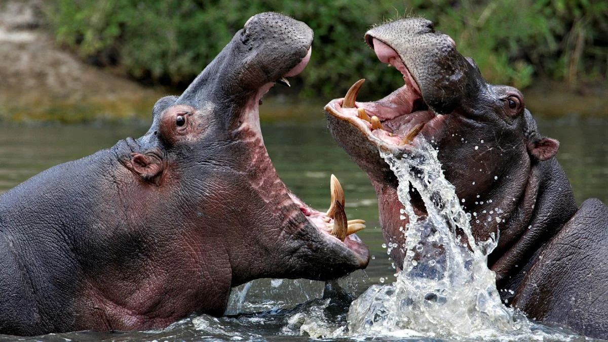 csm_16_Safari_hippos_f41d1c55d2_448cf356ed.jpg