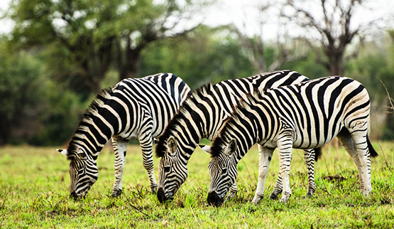 sabi sands12.jpg
