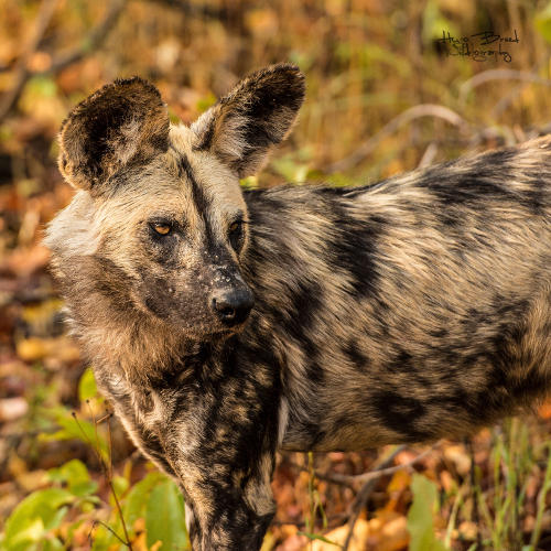 sabi sands4.jpg