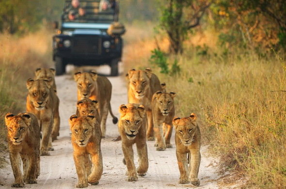 sabi sands1.jpg