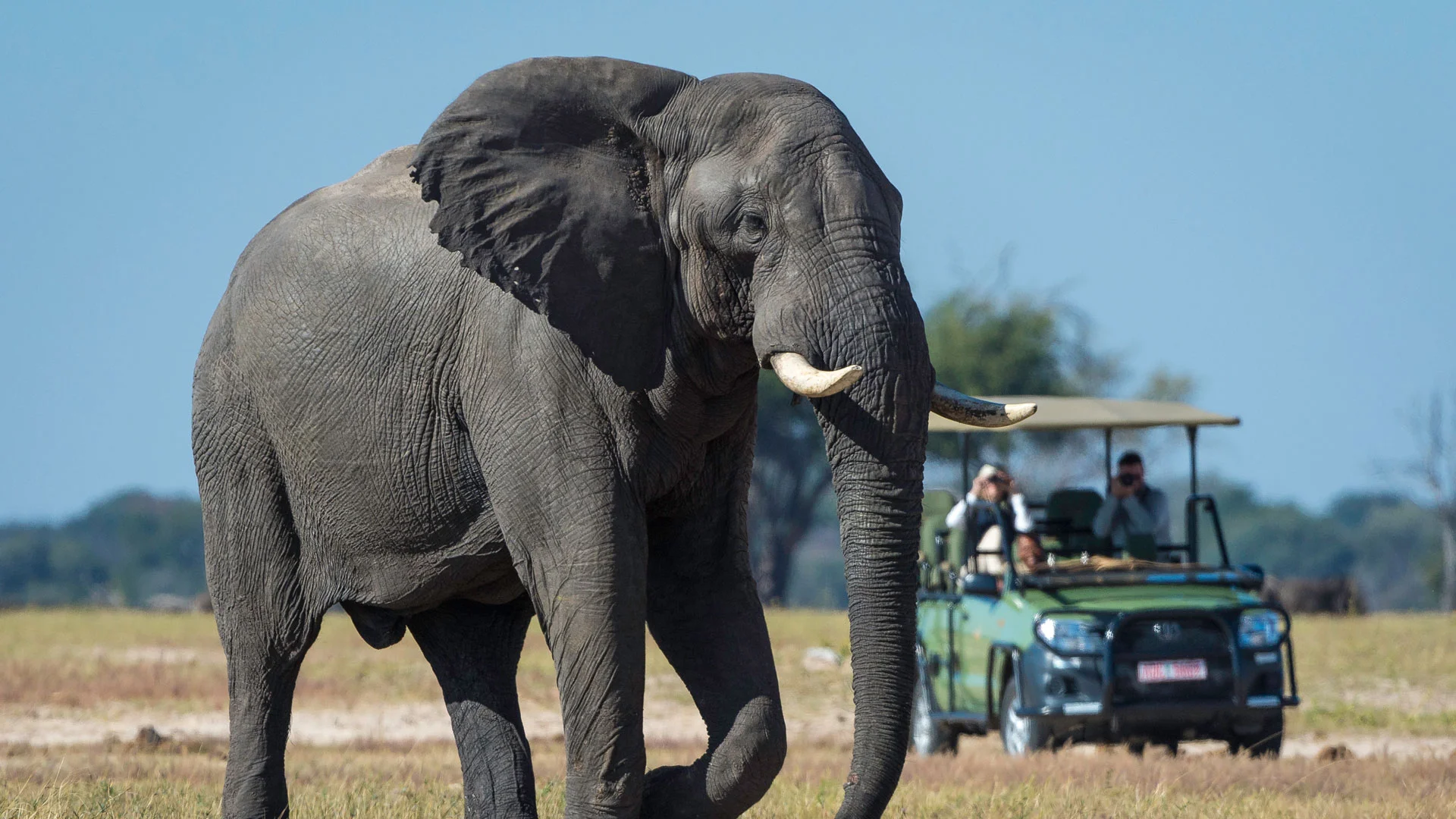 Elephant-Bull-On-Game-Drive-In-Hwange-National-Park.jpg