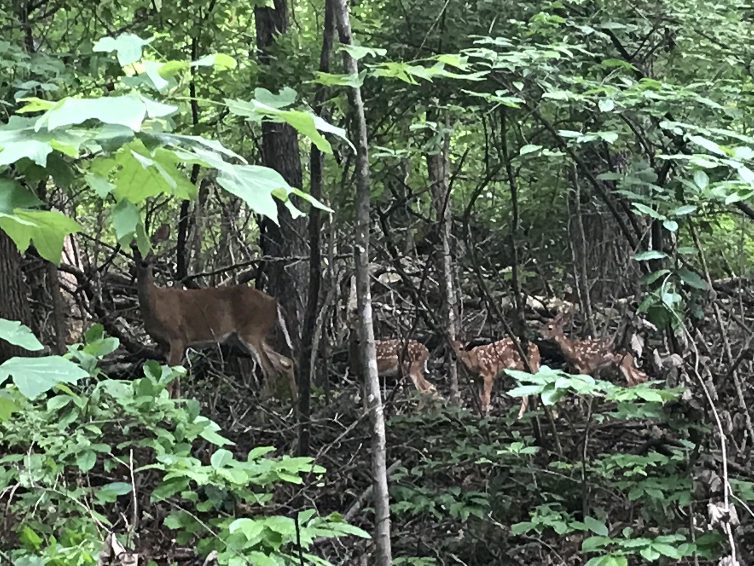 mama and deer.jpg