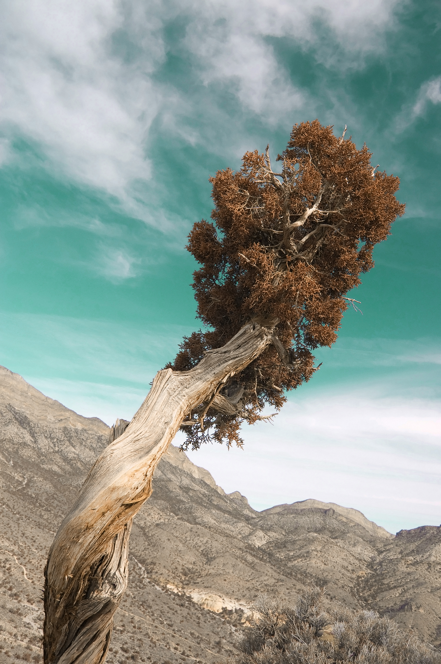 Juniperus_osteosperma_1 copy.jpg