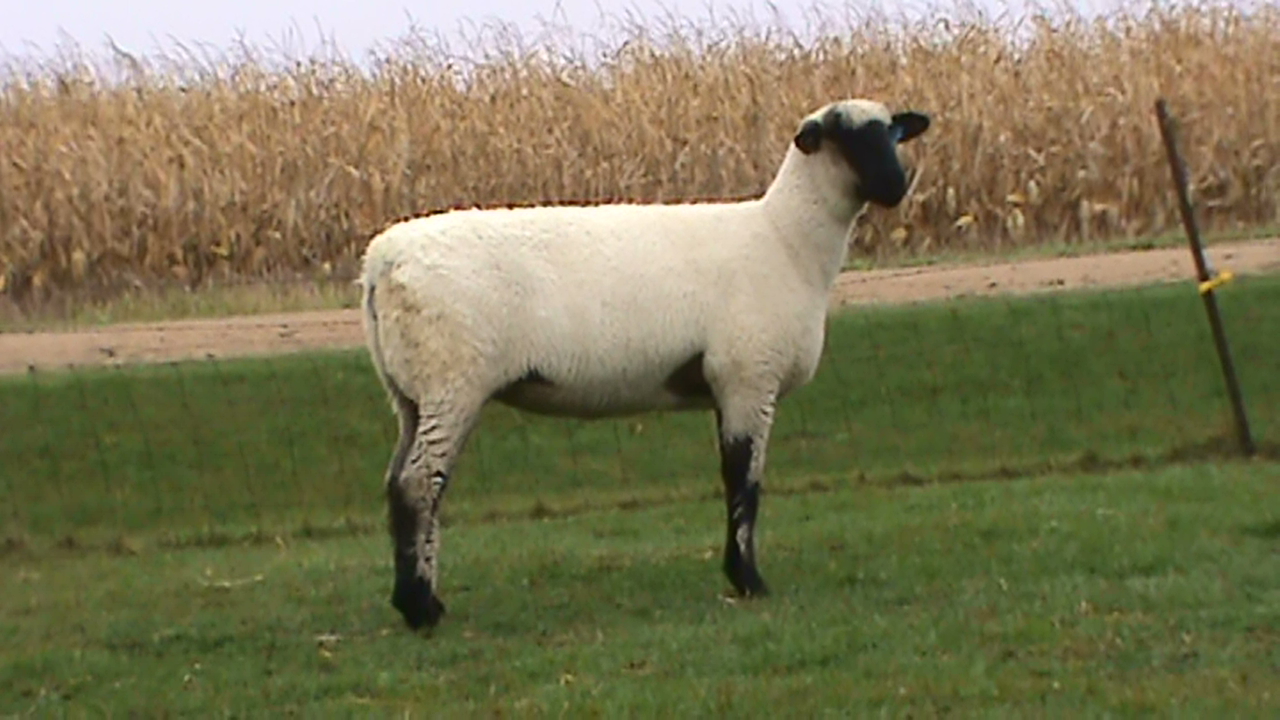 Lot 18 - Bobendrier Hampshires 15-66 Sold for $1500 to Jensen Hampshires from SD