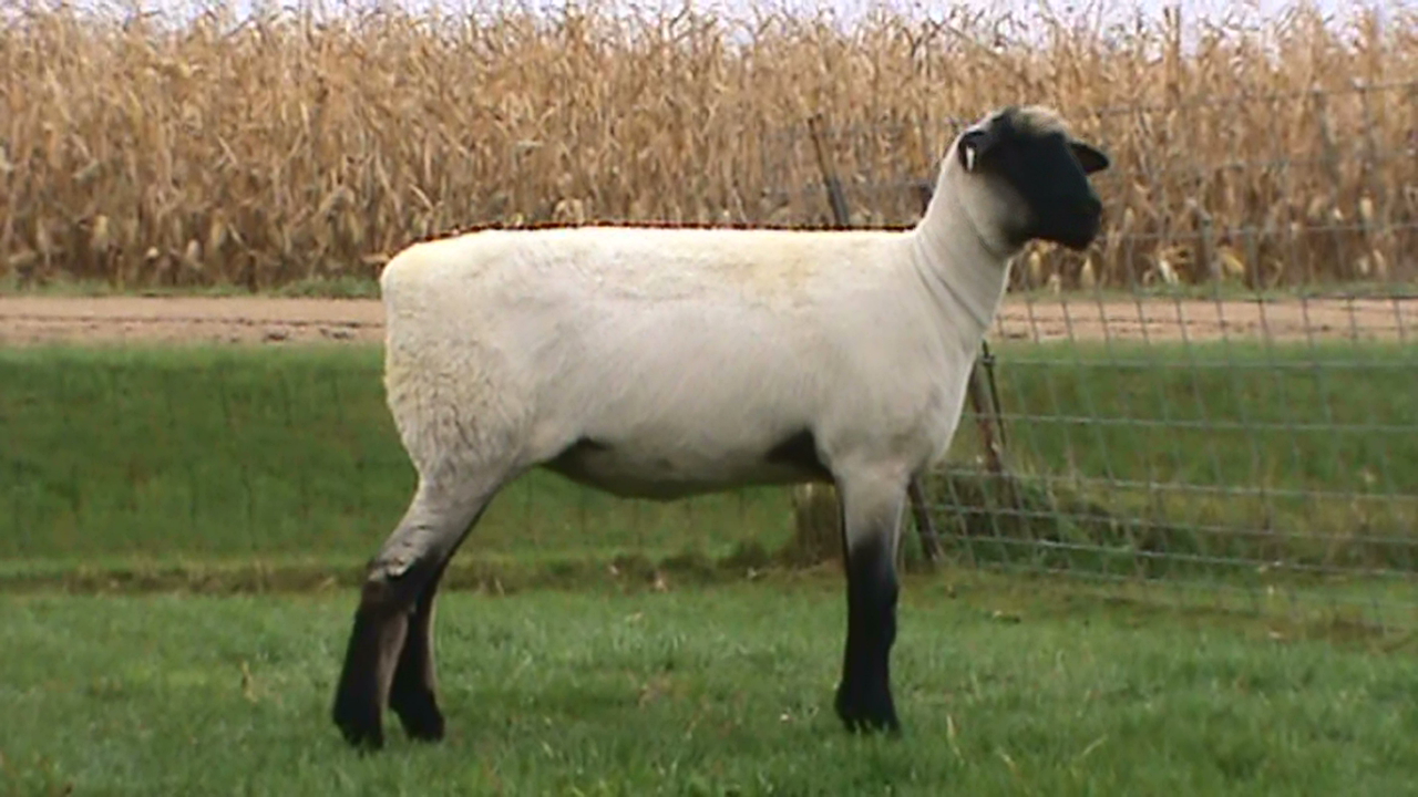 Lot 19 - Bobendrier Hampshires 15-71 sold for $1100 to Rocking L Ranch from SD
