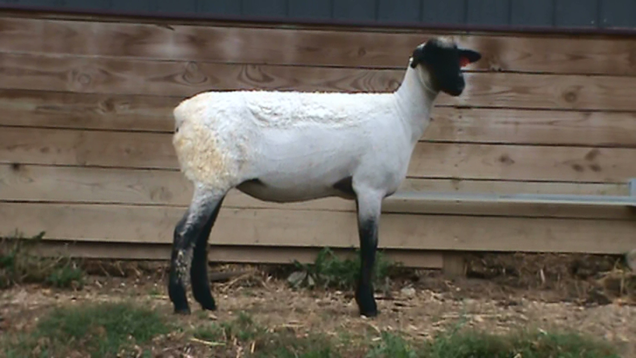 Lot 21 - Bobendrier Boys 15-42 sold for $900 to Rocking L Ranch from SD