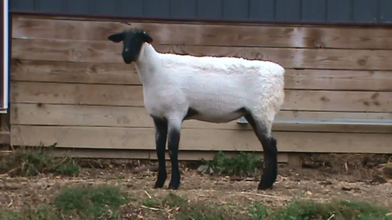 Lot 22 - Bobendrier Boys 15-49 sold for $1200 to Brady Carter from MN