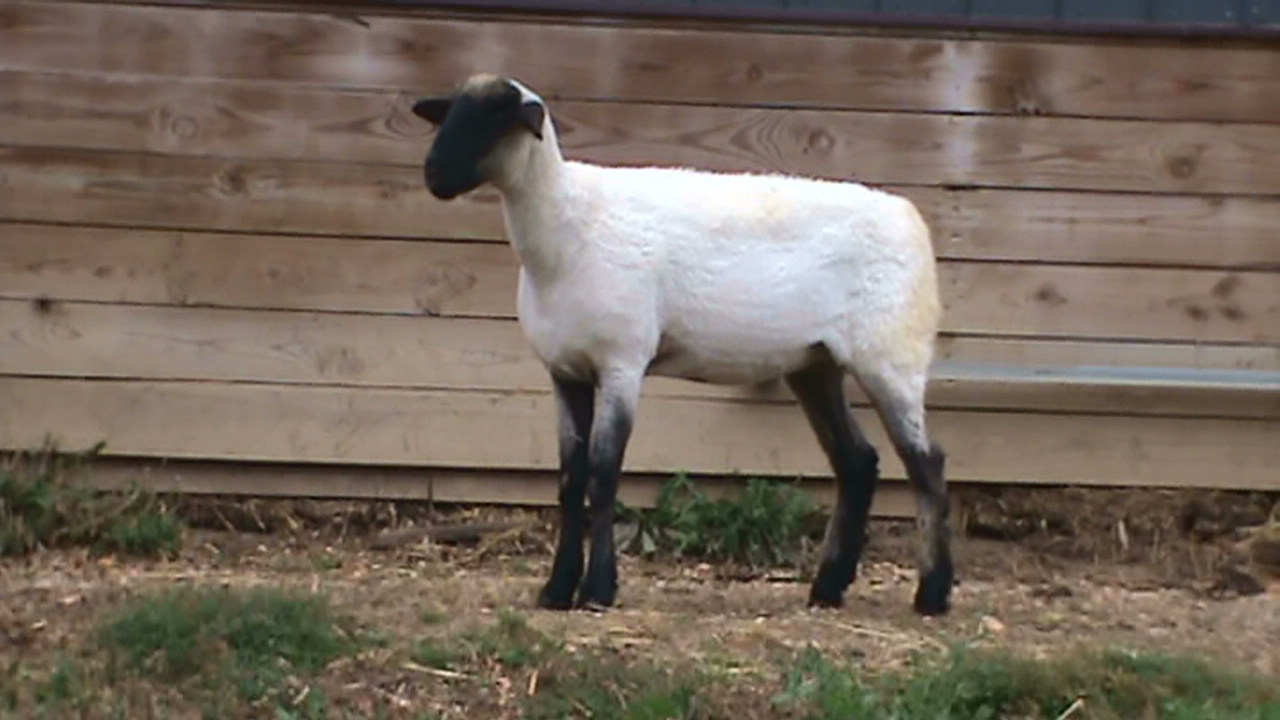 Lot 23 - Bobendrier Boys 15-52 sold for $800 to Rocking L Ranch from SD
