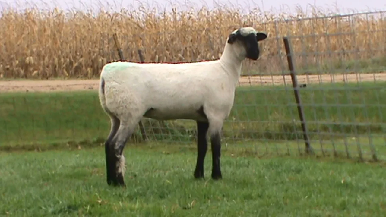 Lot 30 - Bobendrier Hampshires 16-08 sold for $800 to L & L Hamps from NE
