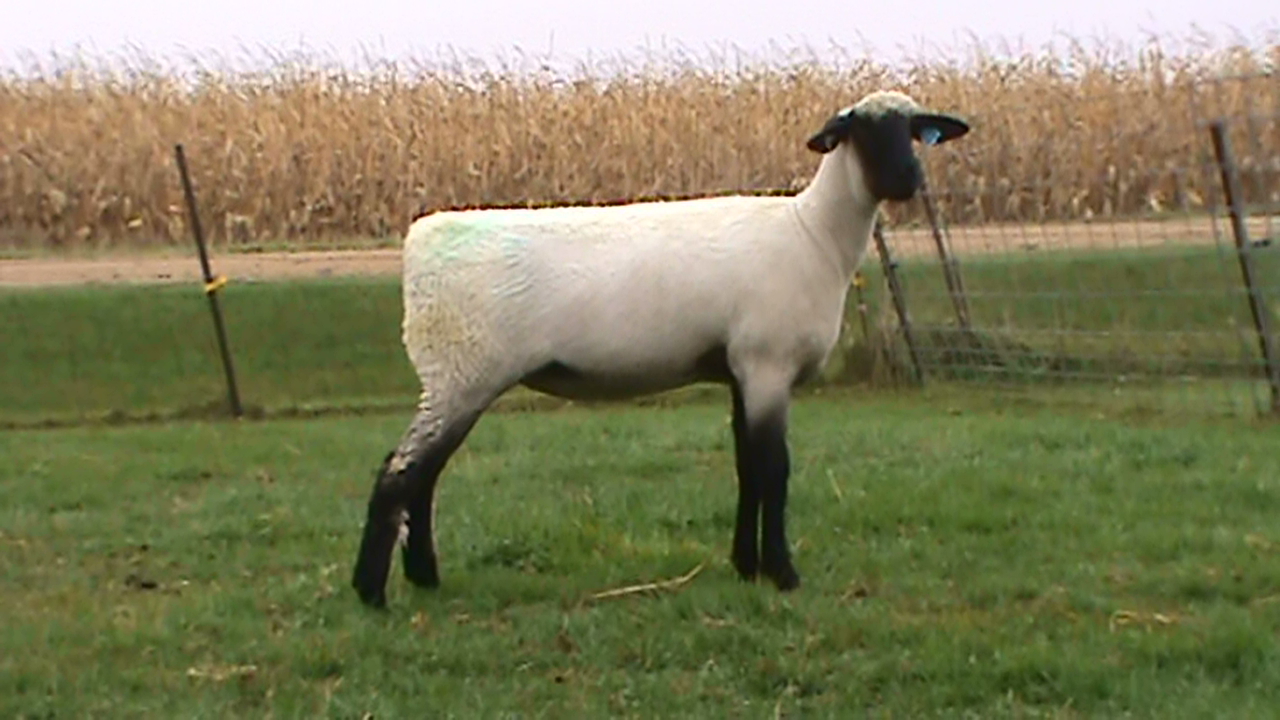 Lot 32 - Bobendrier Hampshires 16-15 sold for $1100 to Rocking L Ranch from SD