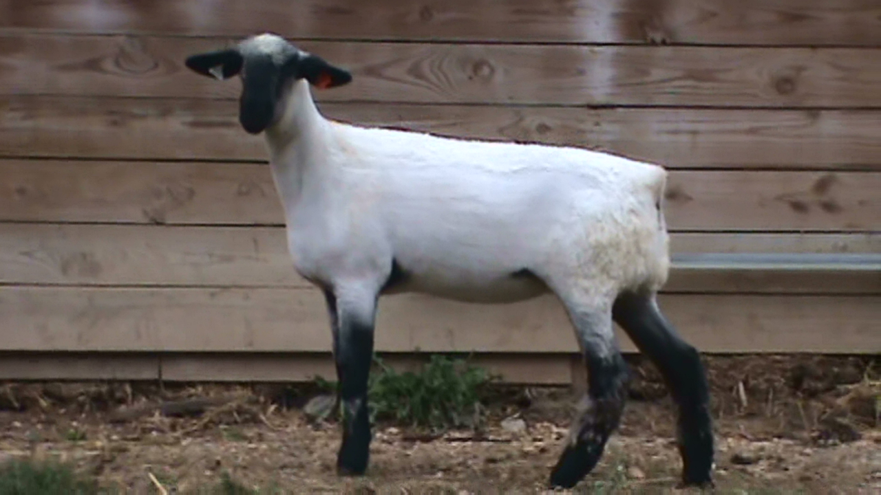 Lot 44 - Bobendrier Boys 16-01 sold for $650 to Lane Bell from ND