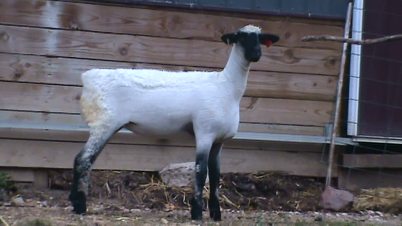 Lot 45 - Bobendrier Boys 16-10 sold for $800 to Evan & Nash Arthur from IN