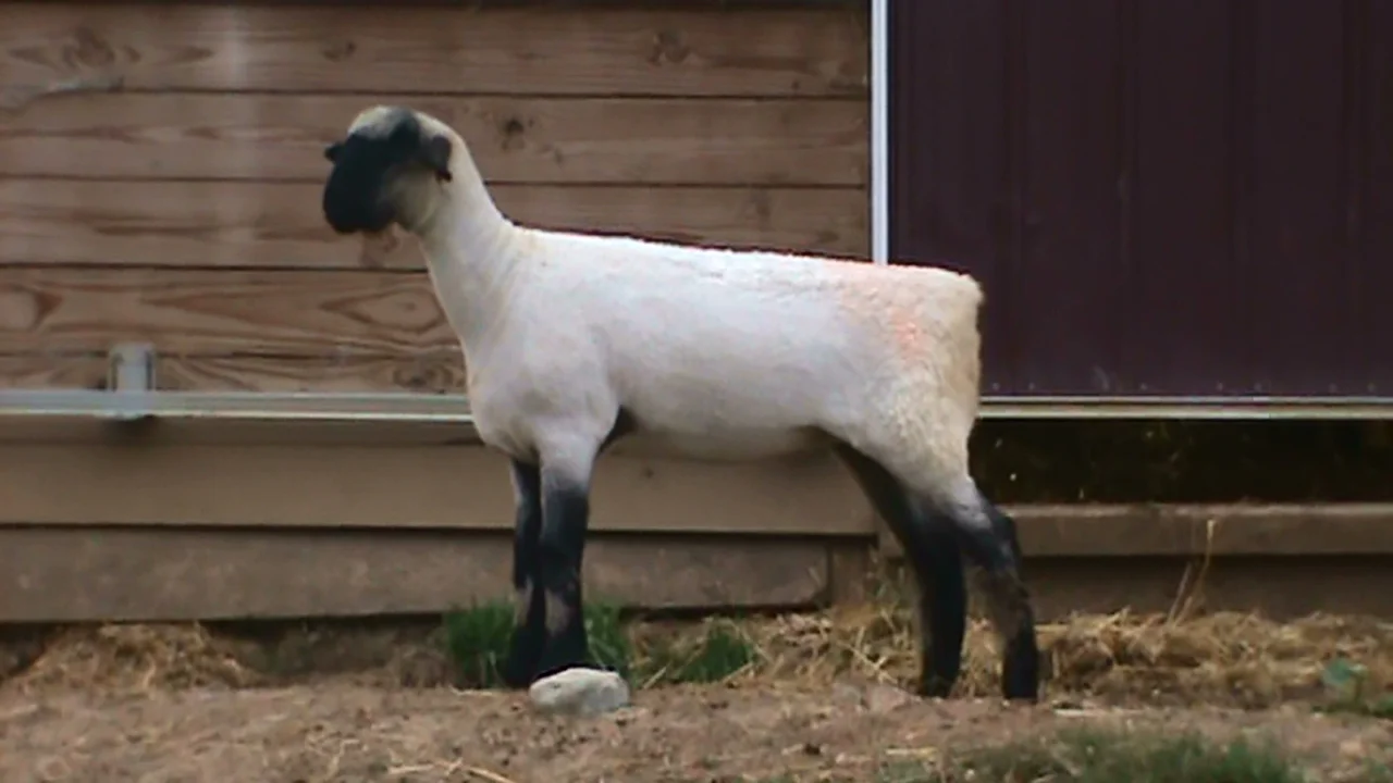 Lot 47 - Bobendrier Boys 16-42 sold for $800 to Rocking L Ranch from SD