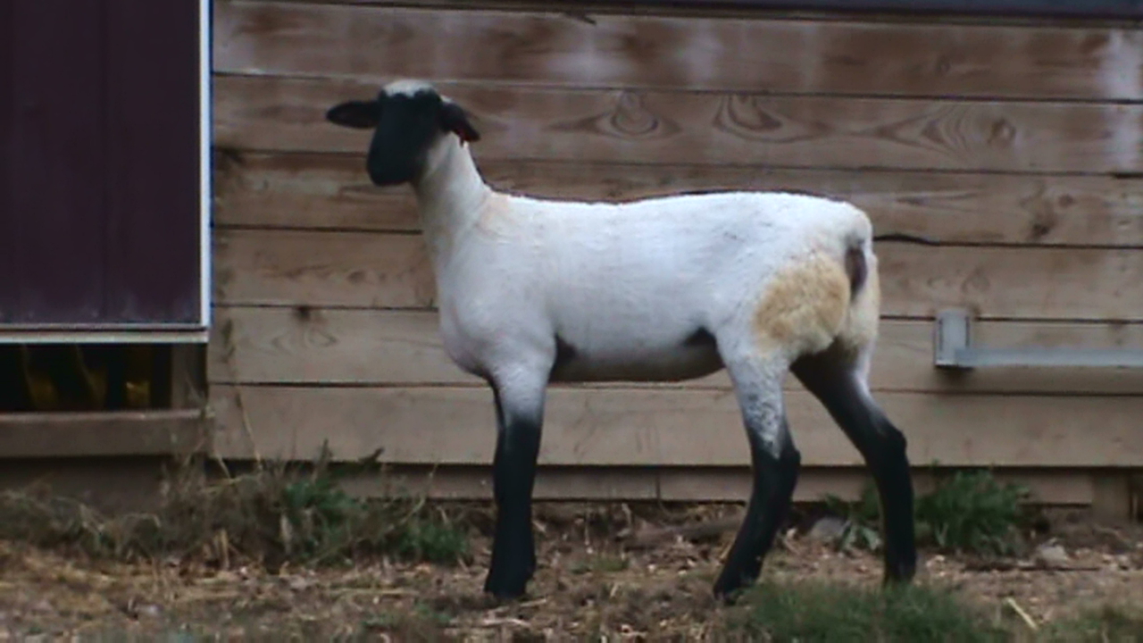 Lot 48 - Bobendrier Boys 16-44 sold for $650 to Rocking L Ranch from SD
