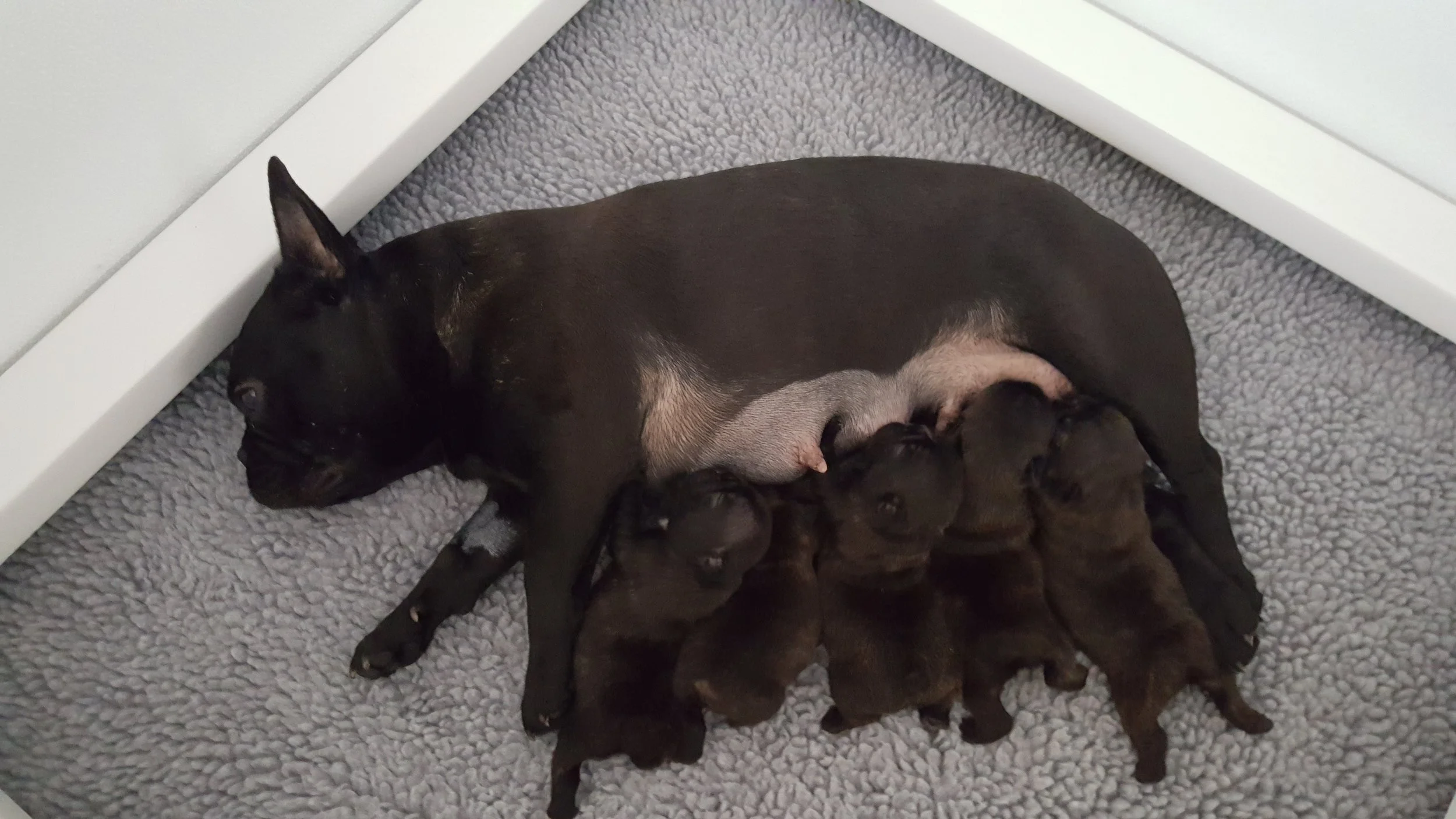 One Week Old