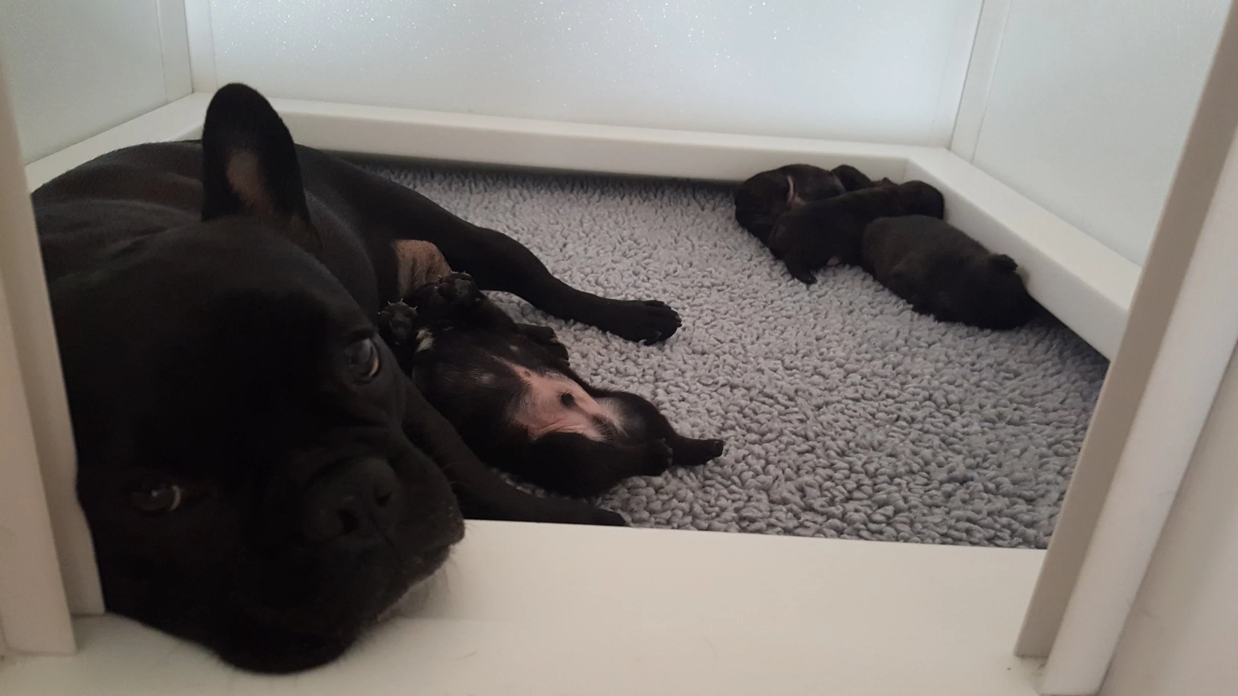 12 Days Old