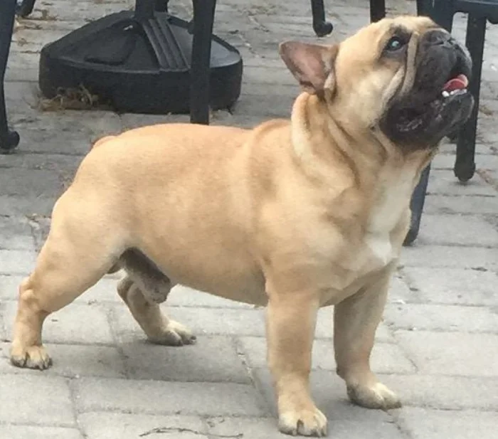 Sire of the Litter