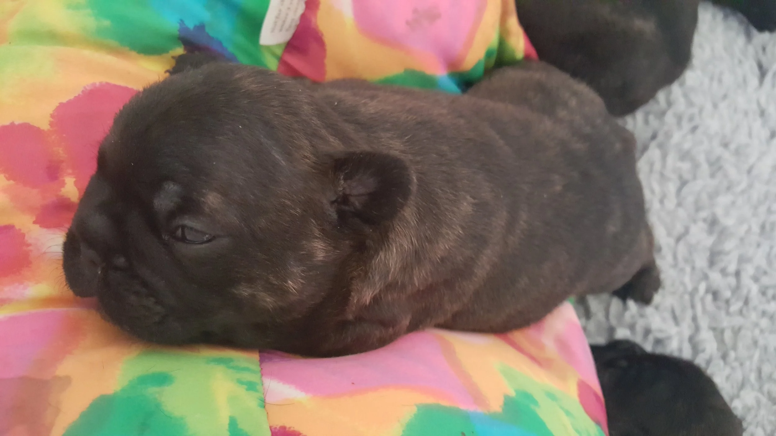 Two and a half weeks old