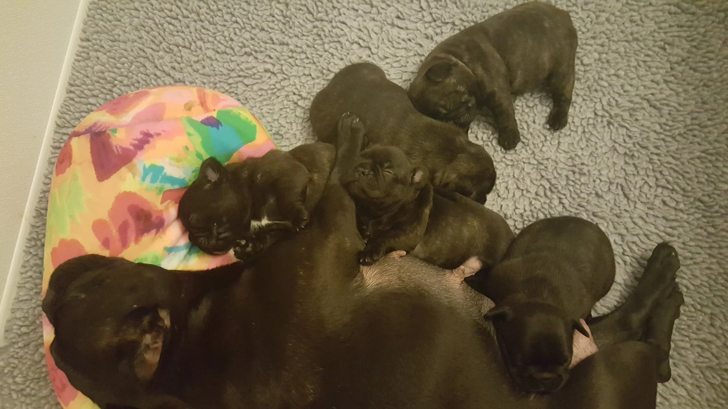 Three weeks old