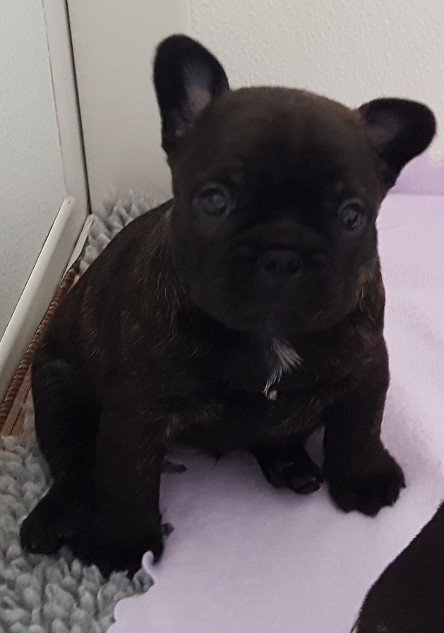 Five weeks old