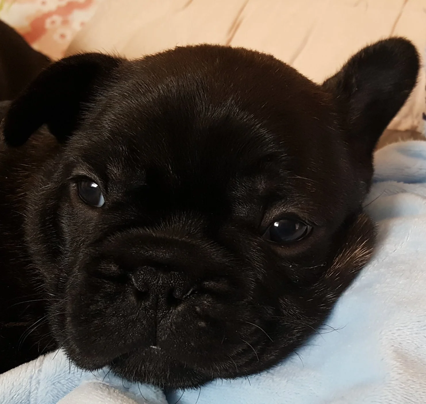 obie.jpg