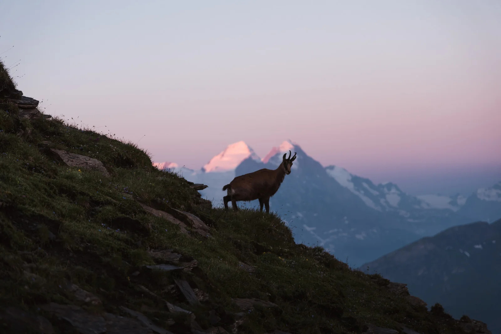 portfolio-19-hochstollen-sunrise-gemse.jpg