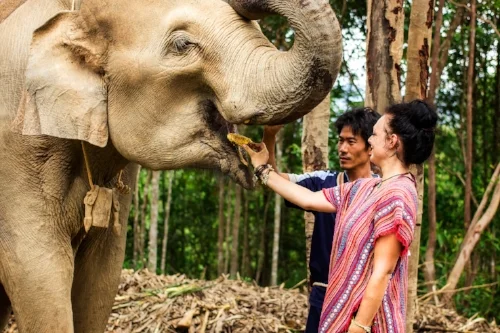 elephants.jpg
