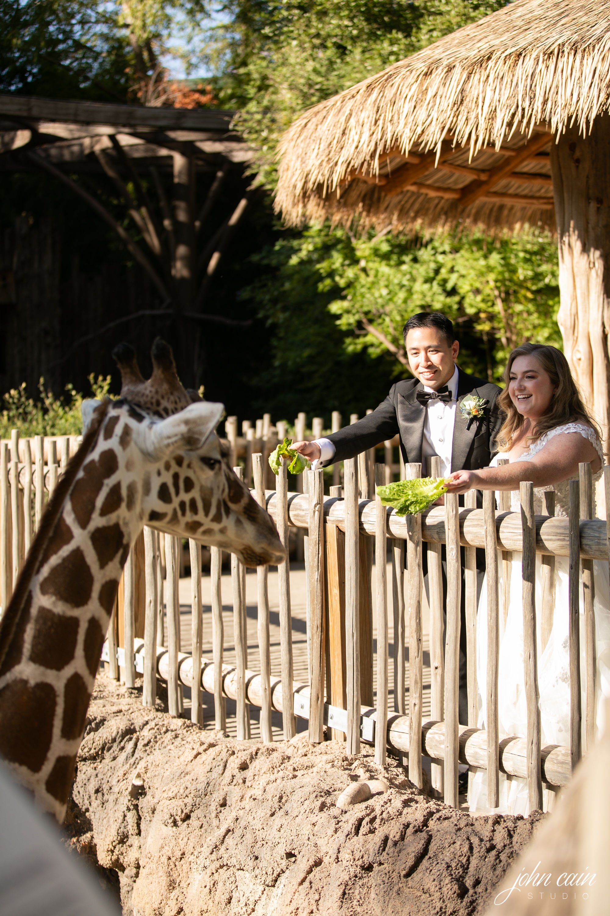 fort worth zoo wedding giraffes