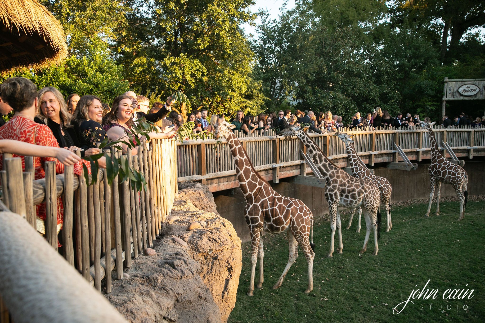fort worth wedding at the zoo with giraffe cocktail hour