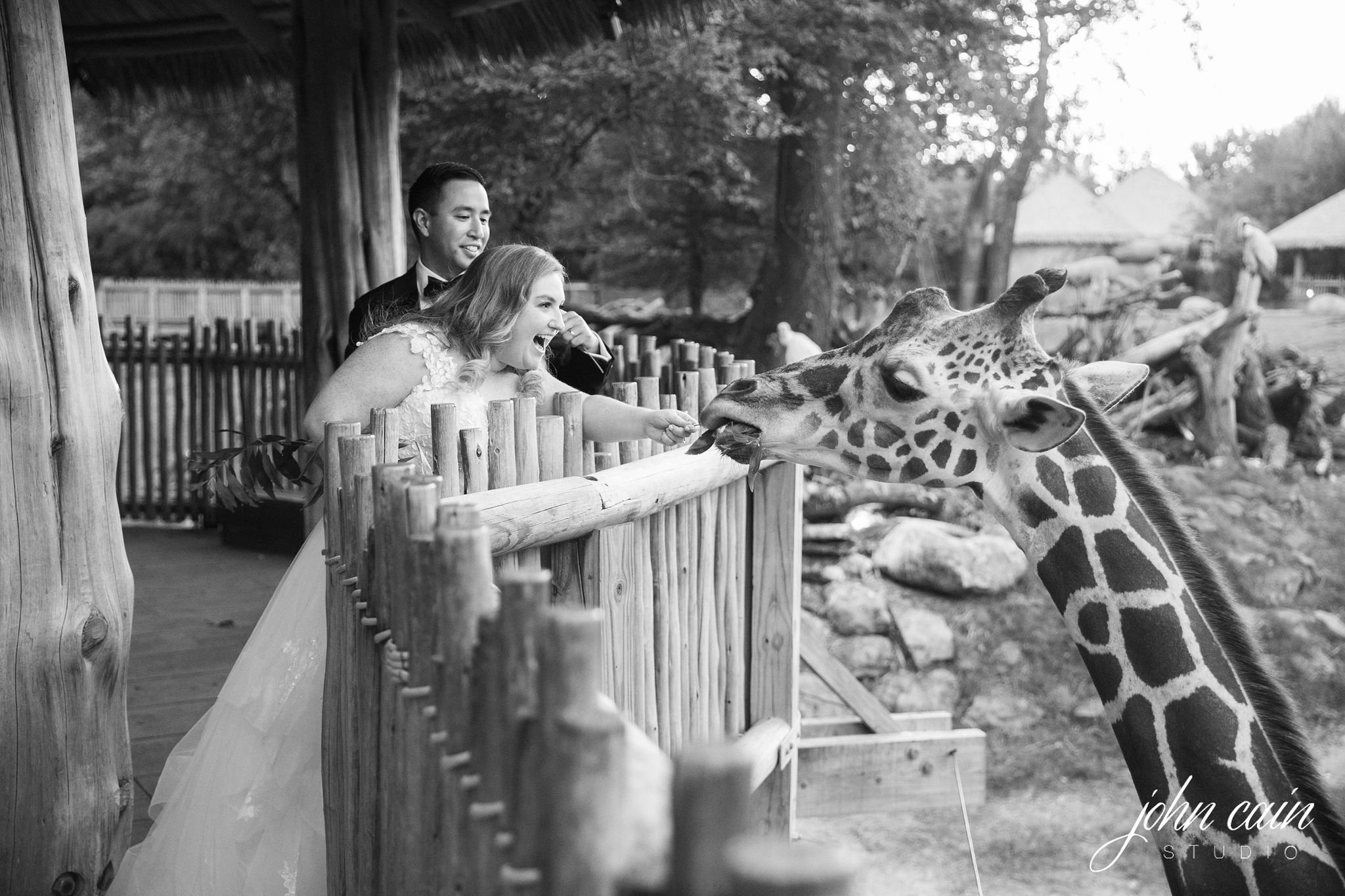 bride and groom giraffe feeding fort worth zoo