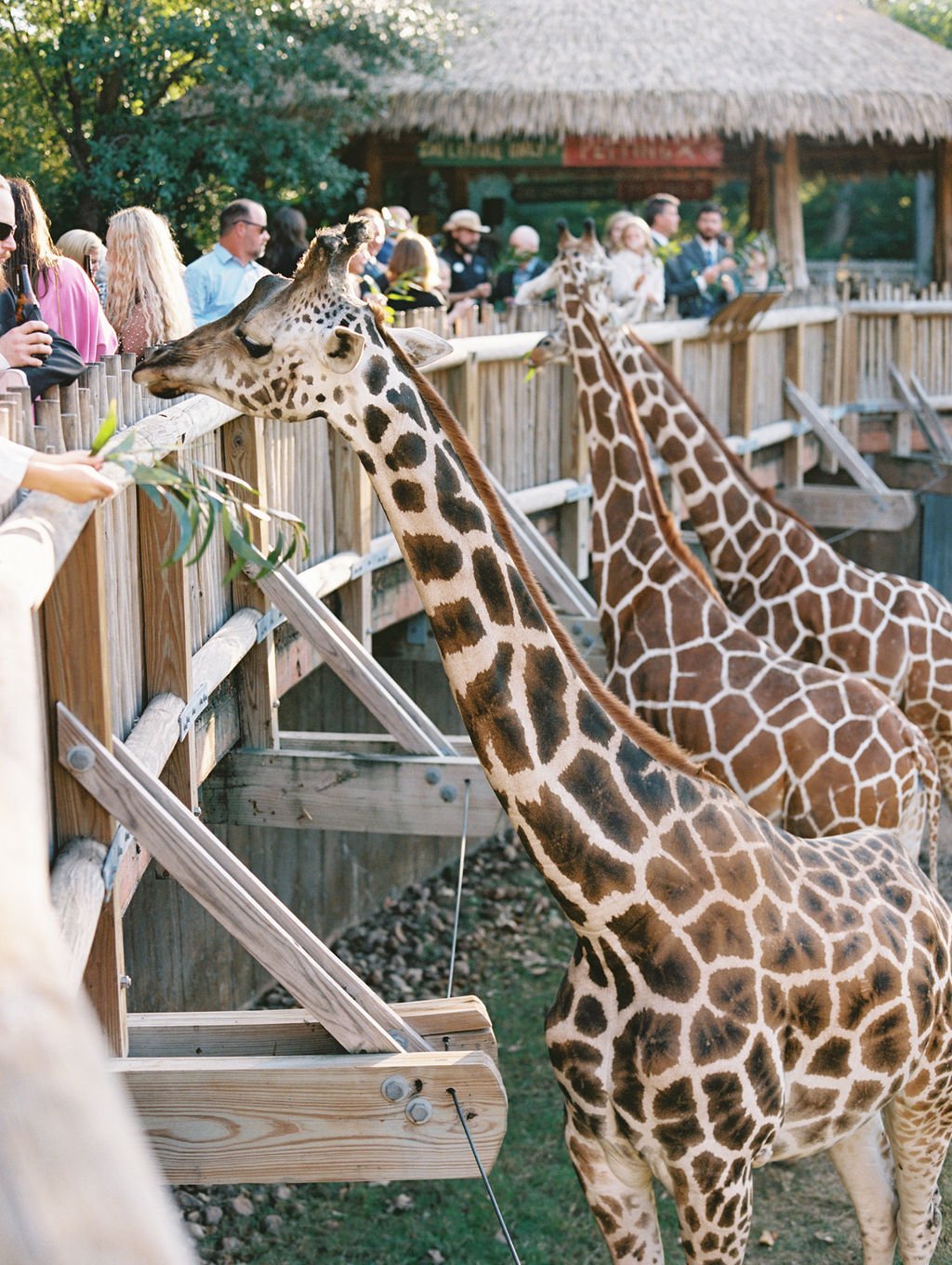 fort worth zoo wedding october outdoor wedding 