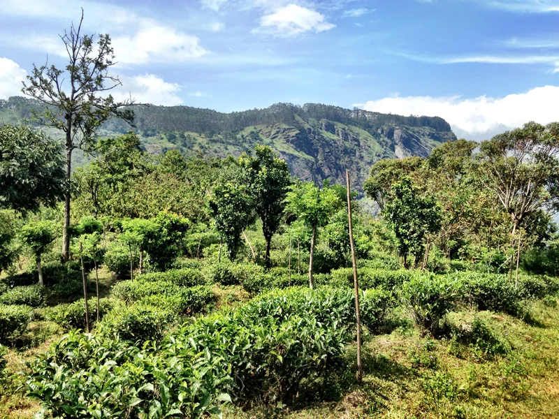 Tea estate at Amba Estate