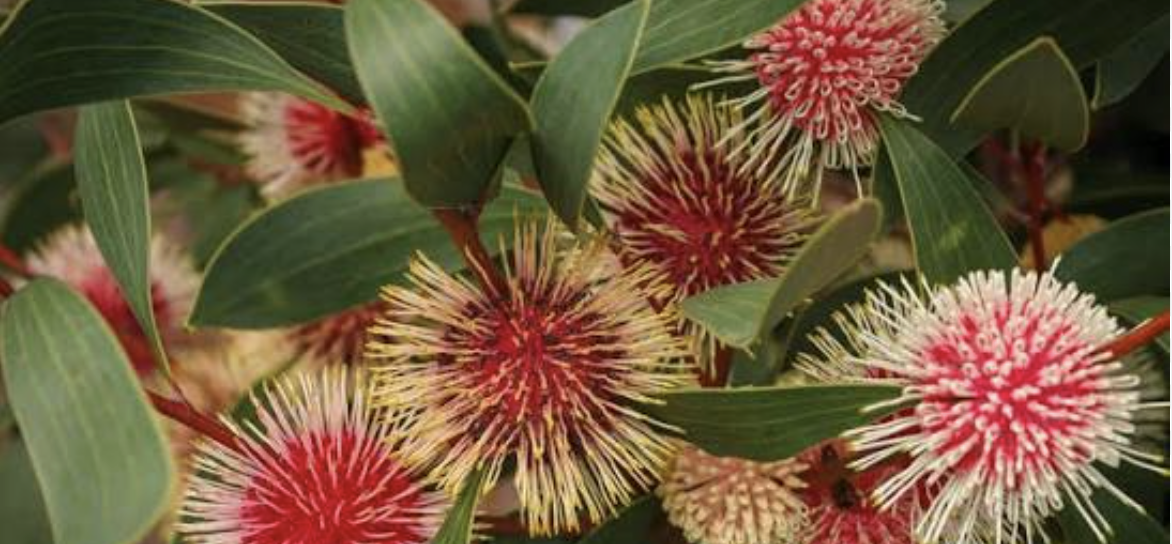 Hakea Laurina