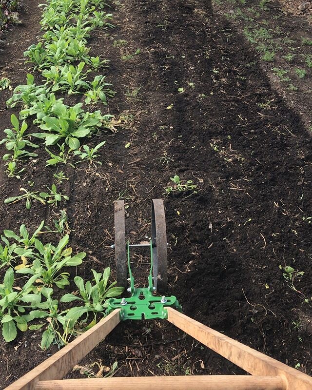Turning over beds in the hoophouse over this weekend. Already planted for early spring harvest.