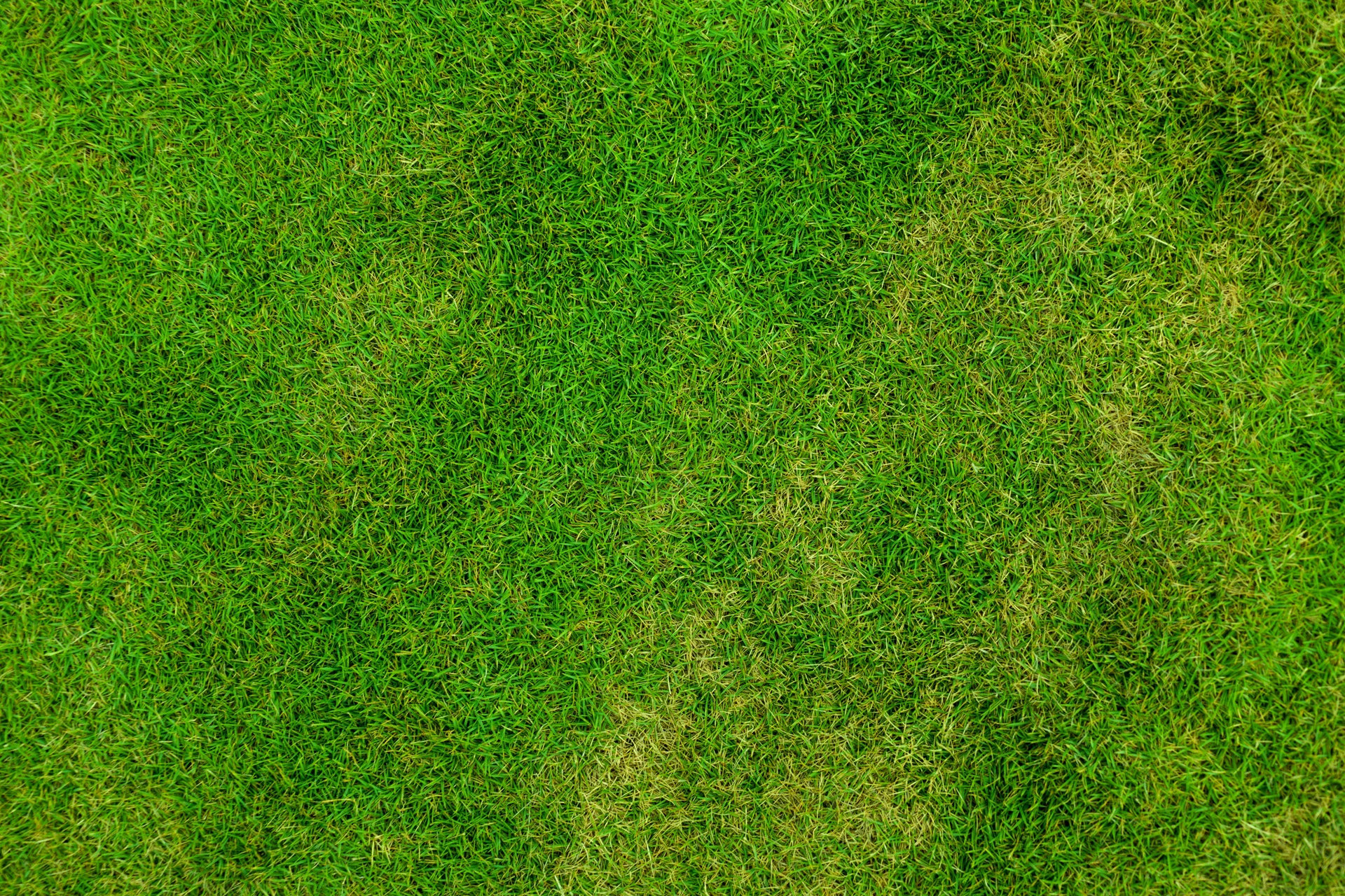 grass-pattern.jpg