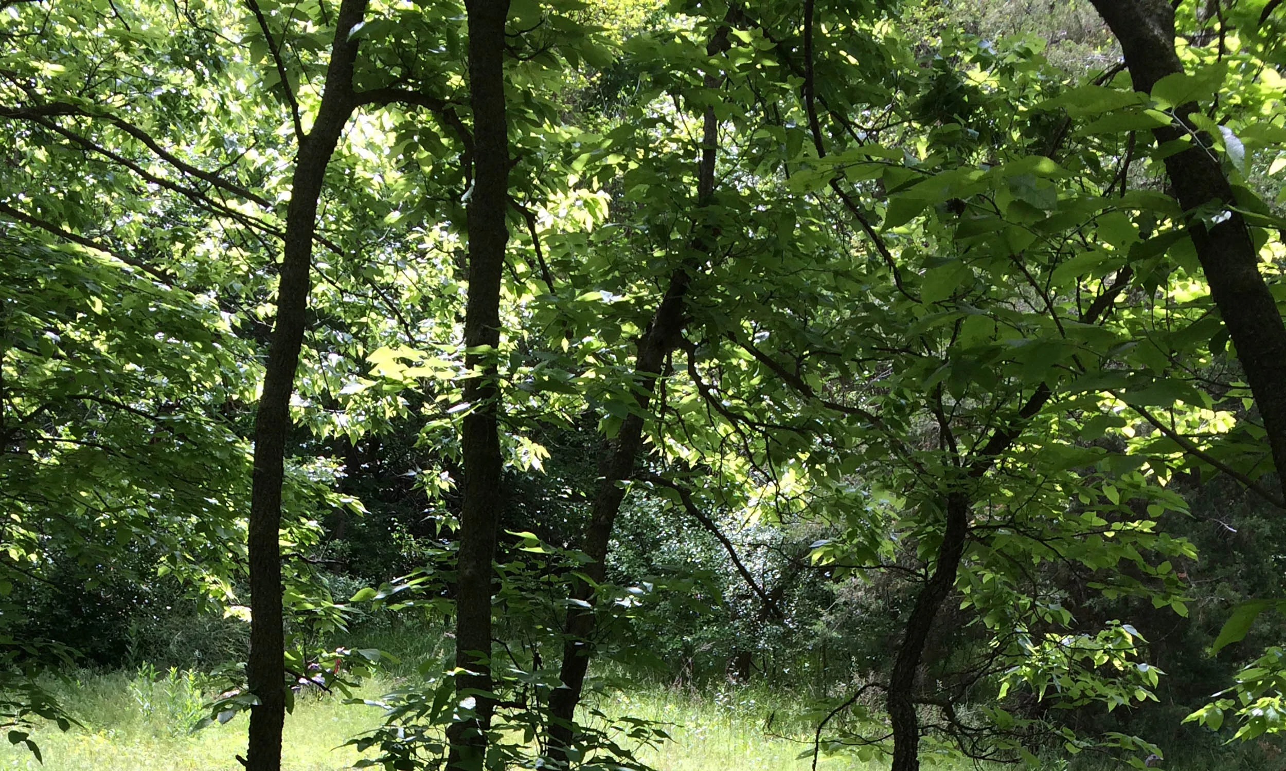 Green Leaves 02.jpg