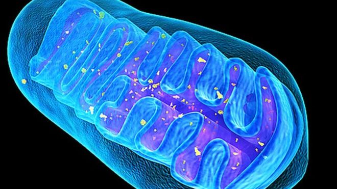 Meet the Mitochondria. Where our heat and energy keeps us going. Courtesy @Womenwhocycle