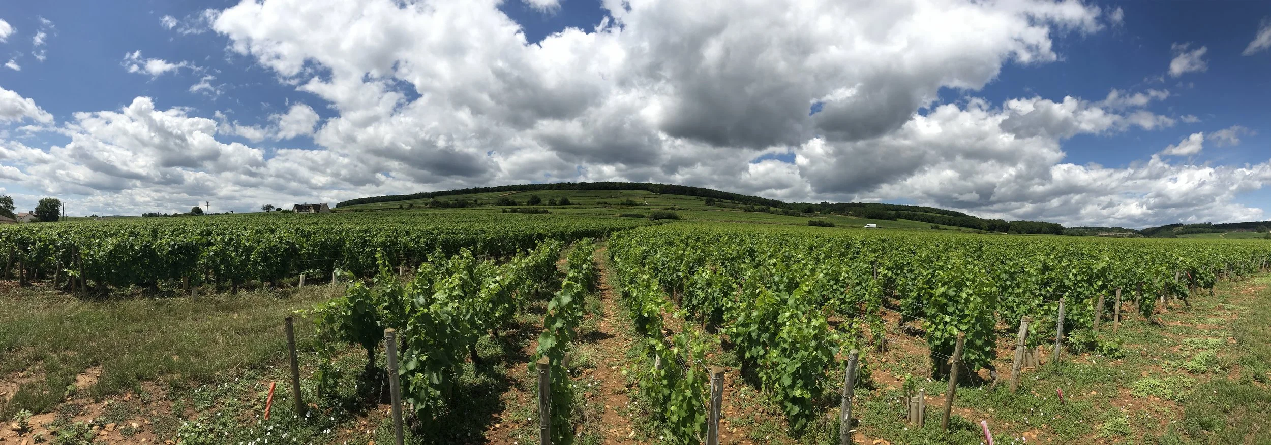 Golden Slope, Burgundy, France