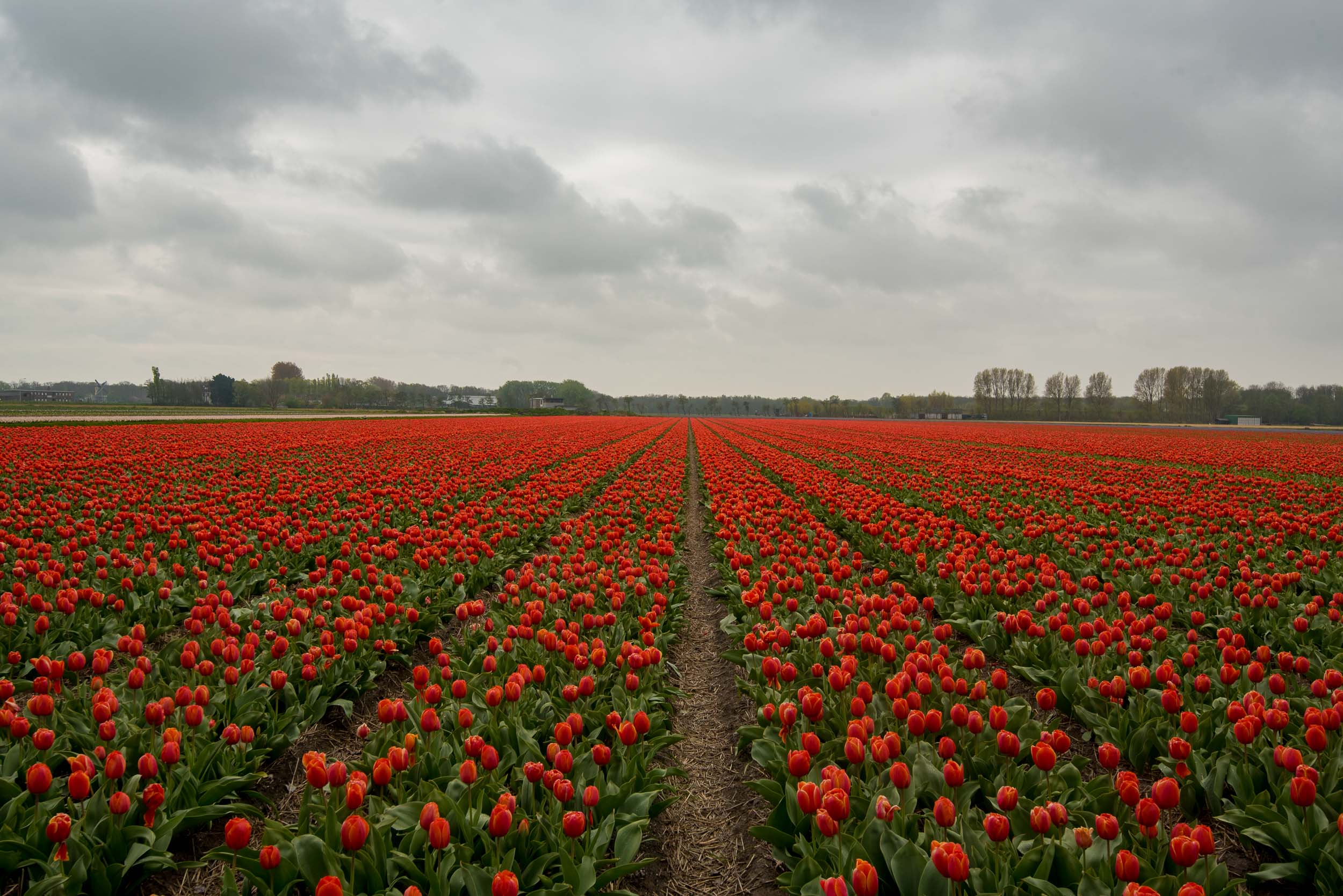 Endless Tulips