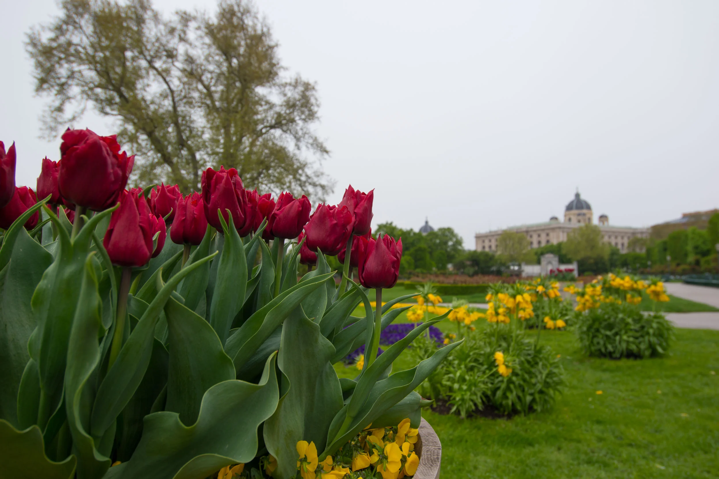 20170420Vienna, Austria-002.jpg
