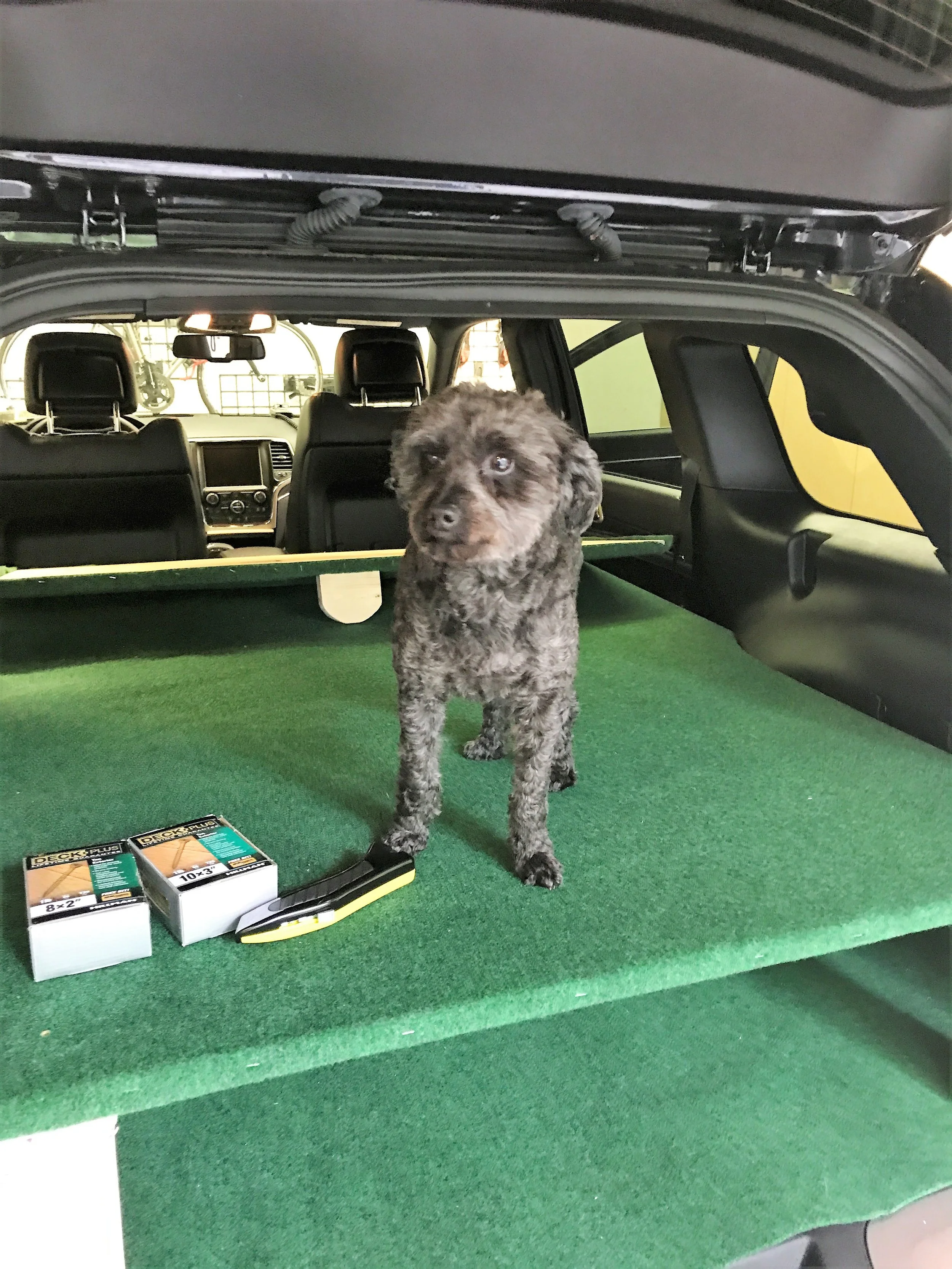 Our dog, Dexter, wishing he was coming along...