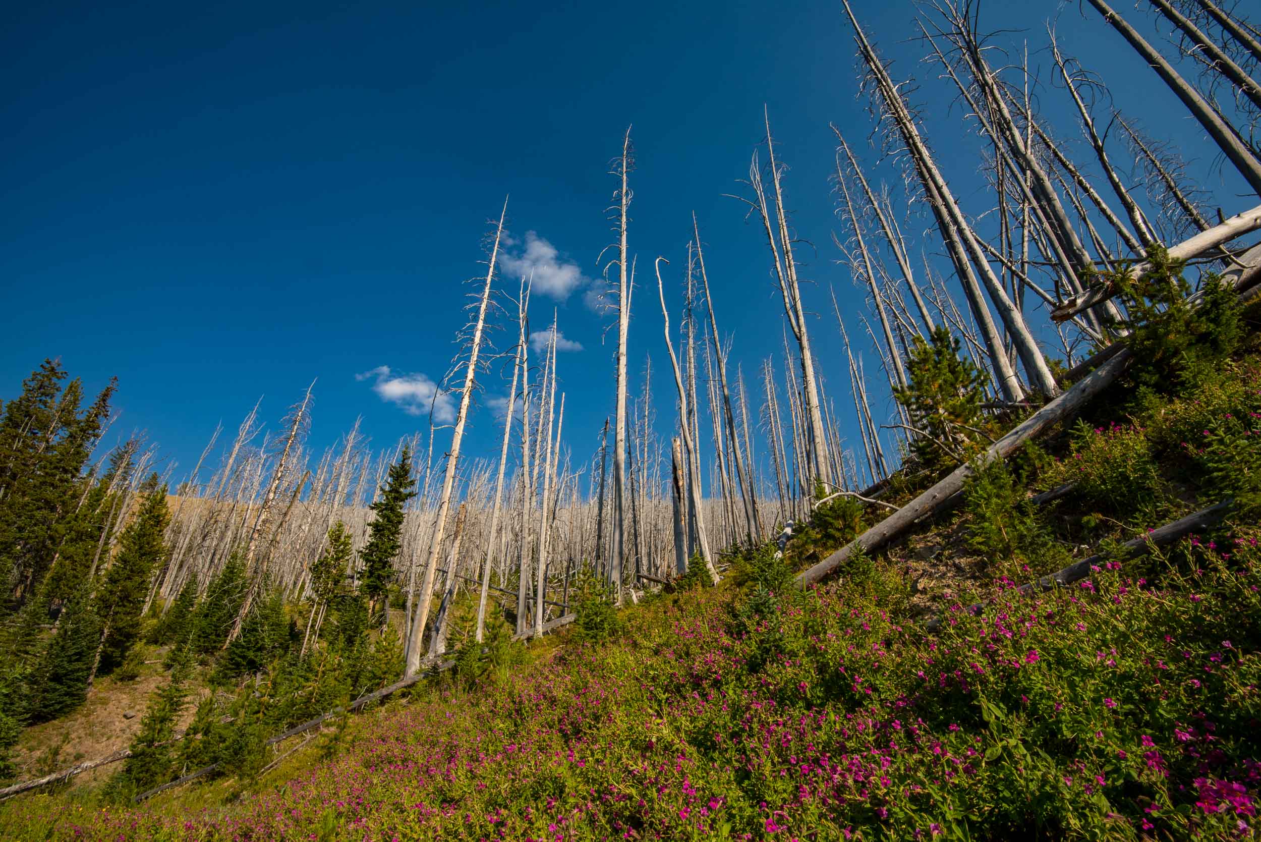 Burnt Pine