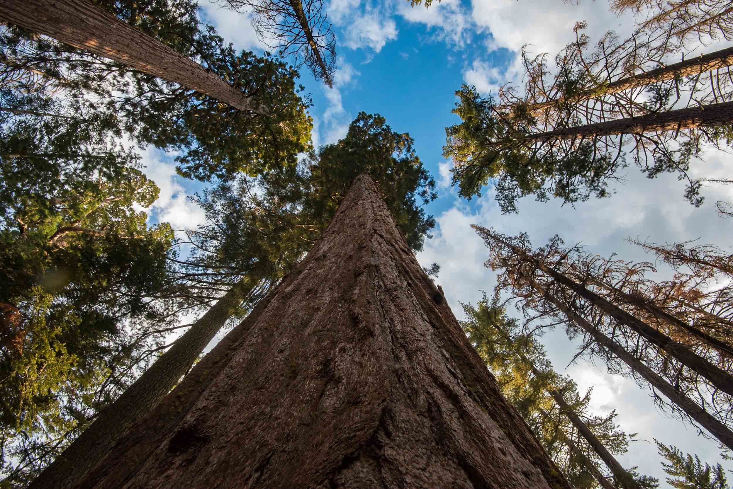 Giant Sequoia