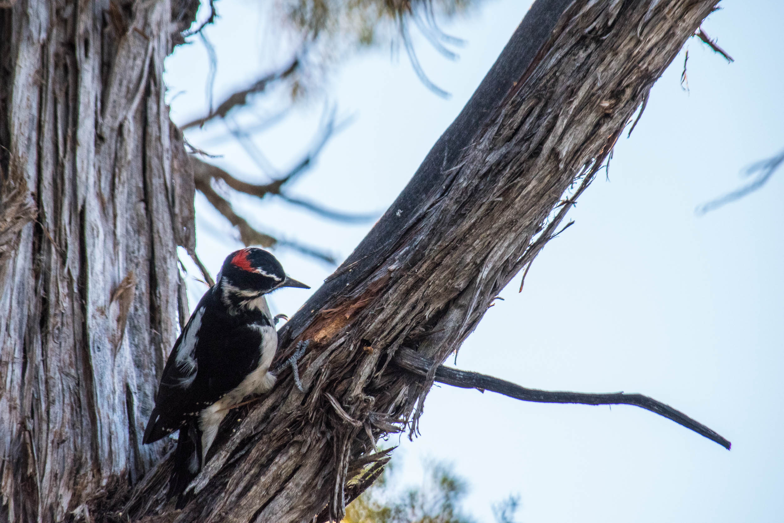 Harry Woodpecker