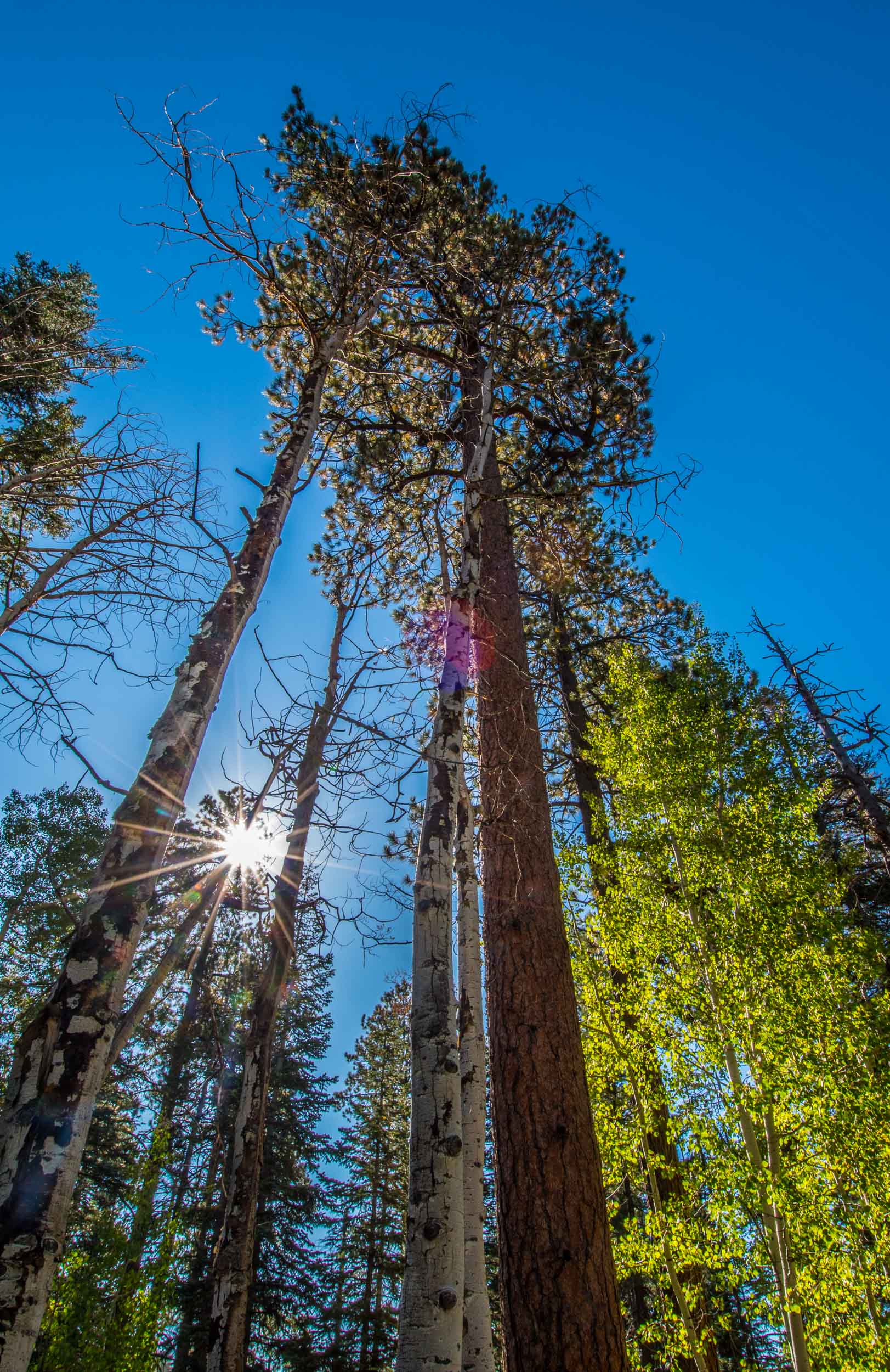 Birch trees