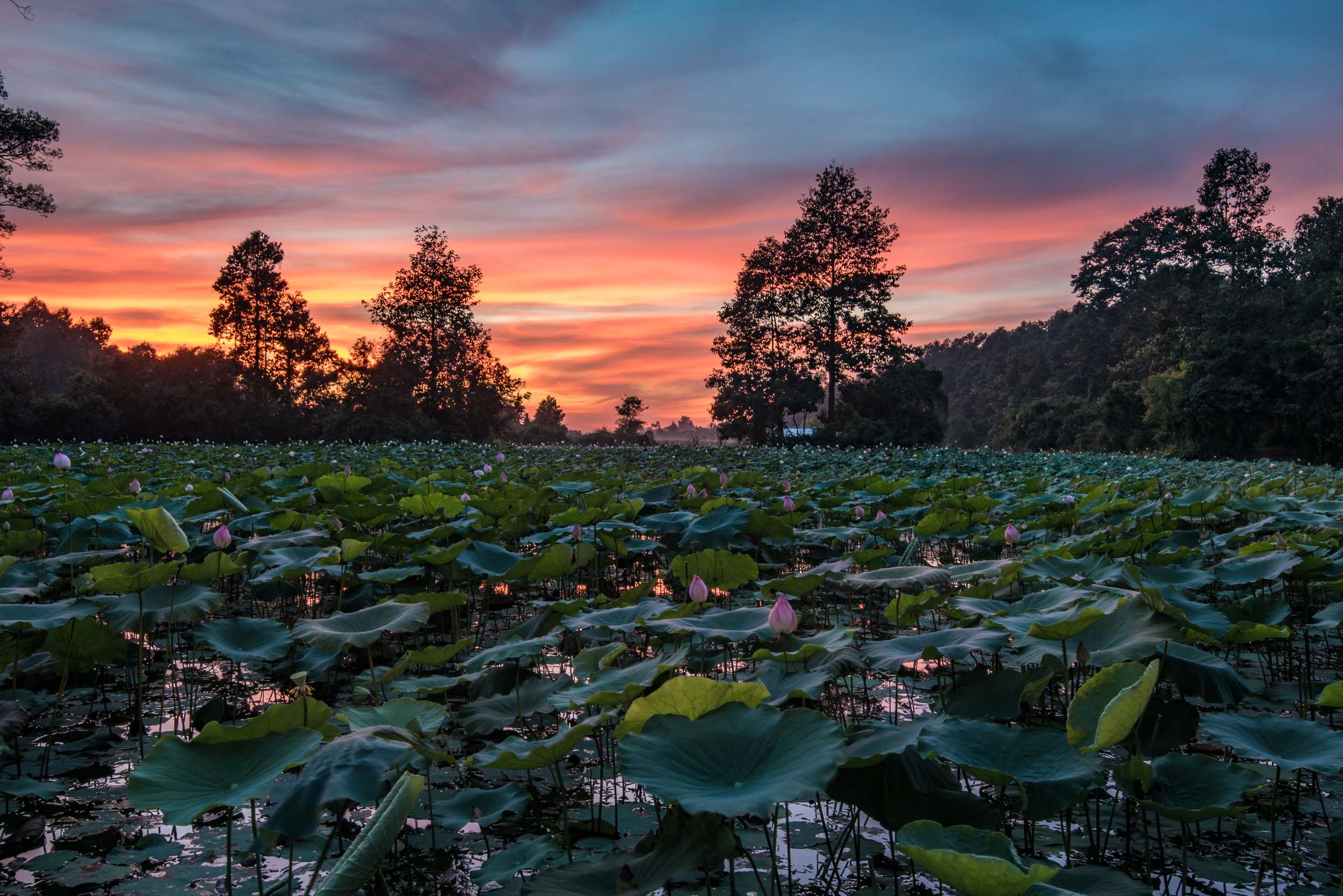 Sunset Lillies