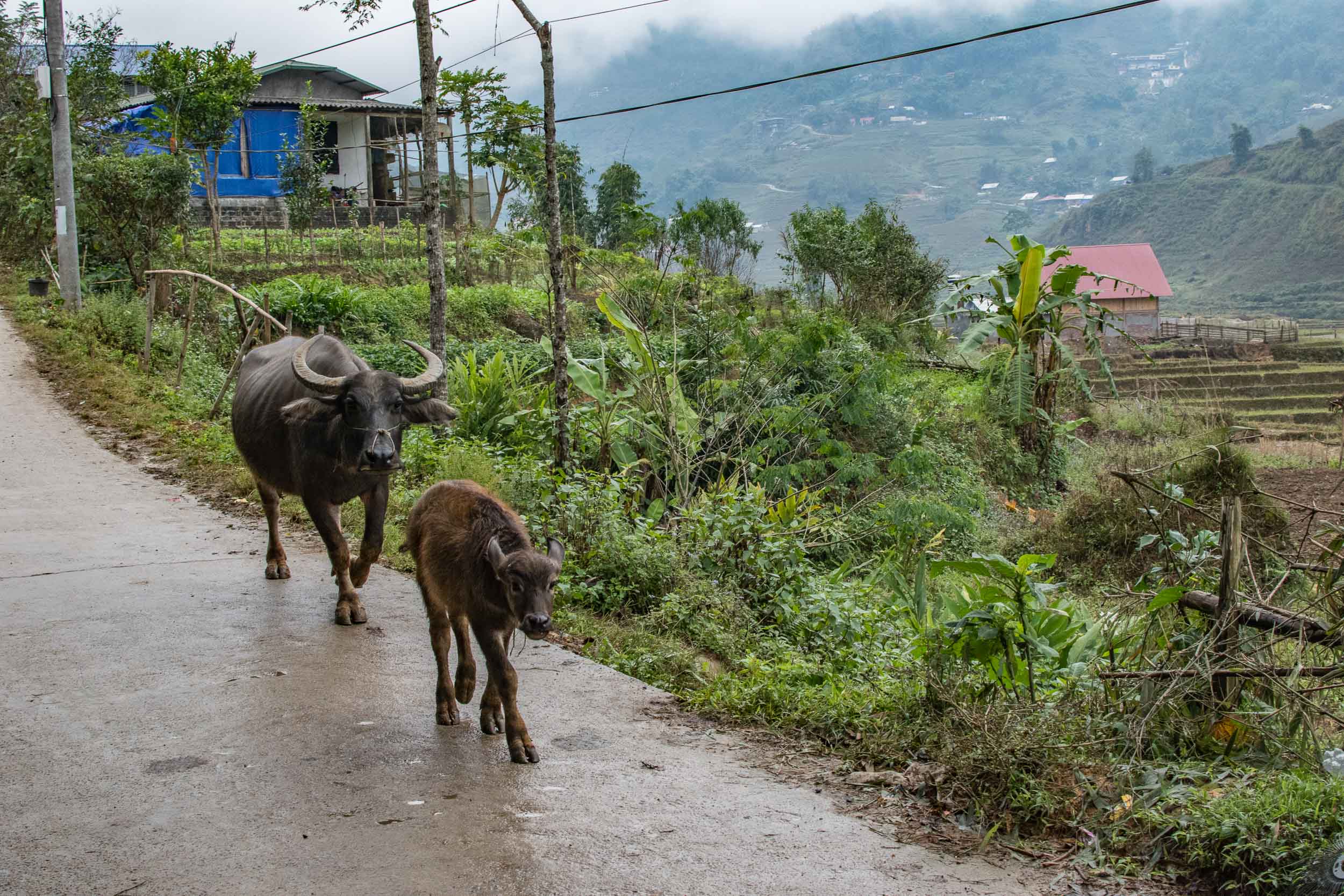  Sapa, Vietnam 